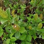 Salix phylicifolia Blatt