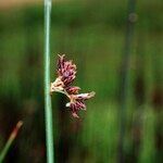 Juncus balticus Altres