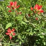 Castilleja indivisa 花