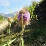 Dipsacus fullonum Blüte