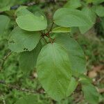 Hibiscus waimeae Feuille