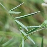 Vicia parviflora Lehti