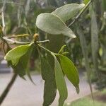 Phoradendron piperoides Листок