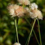 Eriophorum virginicum Fruchs