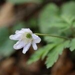 Anemone pseudoaltaica