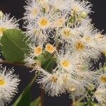 Syzygium × intermedium Flor