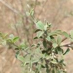 Indigofera oblongifolia Blatt