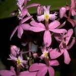 Epidendrum ibaguense പുഷ്പം