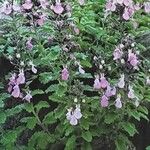 Teucrium chamaedrys 整株植物