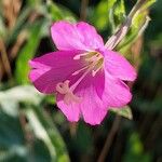 Epilobium hirsutum 花