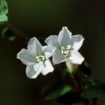 Evolvulus convolvuloides Flower