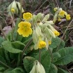 Primula verisOtro