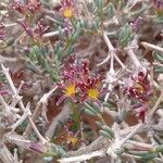 Gymnocarpos decander Flor