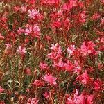 Gaura lindheimeri Habitus