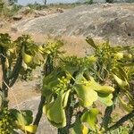 Euphorbia desmondii Blad