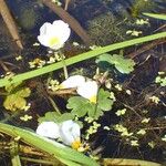 Ranunculus peltatus Habit