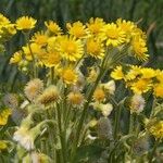 Tephroseris palustris Mosusu