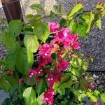 Bougainvillea spectabilisКвітка