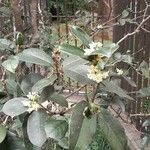 Osmanthus fragransFlower