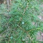 Juniperus communis Deilen