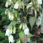 Campanula punctata Alkat (teljes növény)