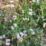 Valerianella eriocarpa Blüte