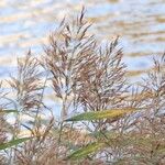 Phragmites australisപുഷ്പം