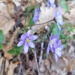 Hepatica nobilis Flower