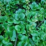 Pyrola rotundifolia Yaprak
