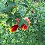 Cytisus × dallimorei 花