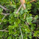 Haplocoelum foliolosum Leaf