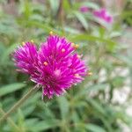 Gomphrena globosaVirág