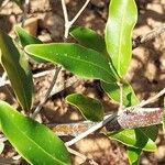 Mascarenhasia arborescens Hoja