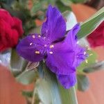 Tradescantia ohiensisКветка