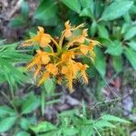 Platanthera ciliaris