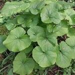 Ligularia dentata Blatt