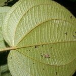 Miconia crenulata Blad