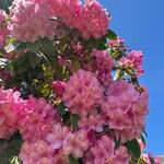 Rhododendron spp. Virág