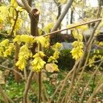 Corylopsis veitchiana Flower