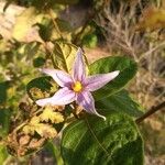Solanum incanum Virág