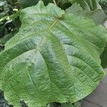 Coccoloba pubescens Φύλλο