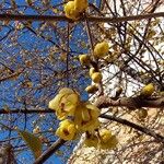 Chimonanthus praecox Цветок