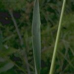 Phleum pratense 葉