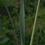 Phleum pratense Лист