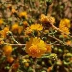 Holocarpha heermannii Flor