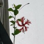 Hibiscus schizopetalus Cvet