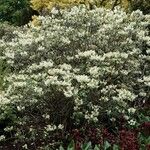 Rhododendron wardii Облик