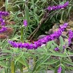 Salvia leucantha Flor