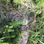 Lepidium campestre Квітка