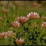 Trifolium wormskioldii عادت